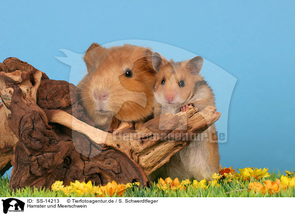 Hamster und Meerschwein / guinea pig and golden hamster / SS-14213