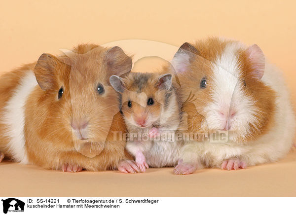 kuschelnder Hamster mit Meerschweinen / SS-14221