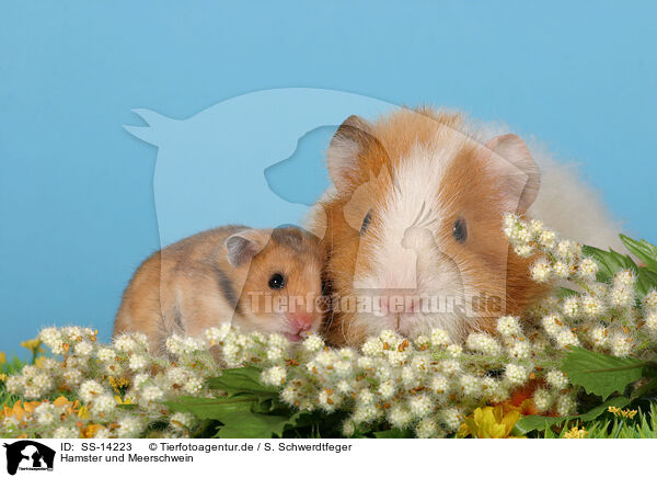 Hamster und Meerschwein / hamster and guinea pig / SS-14223