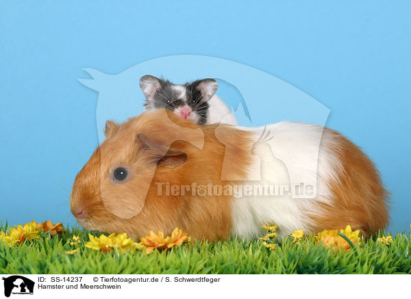 Hamster und Meerschwein / hamster and guinea pig / SS-14237