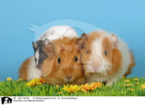 Hamster und Meerschweine / hamster and guinea pigs / SS-14239