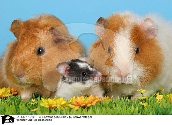 Hamster und Meerschweine / hamster and guinea pigs / SS-14240