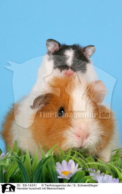 Hamster kuschelt mit Meerschwein / hamster snuggles with guinea pig / SS-14241