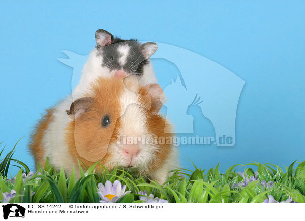 Hamster und Meerschwein / SS-14242