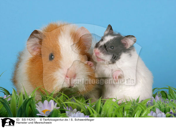 Hamster und Meerschwein / hamster and guinea pig / SS-14243