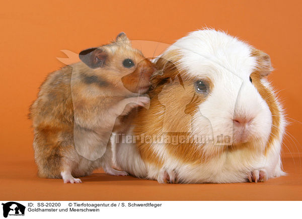 Goldhamster und Meerschwein / SS-20200