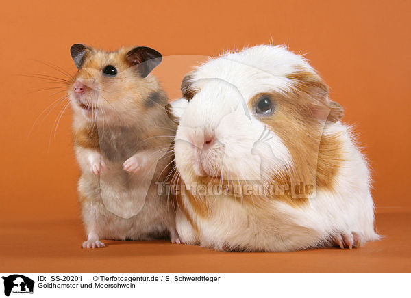 Goldhamster und Meerschwein / SS-20201