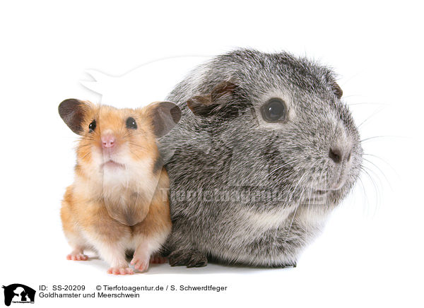 Goldhamster und Meerschwein / SS-20209