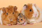 Hamster und Meerschweine