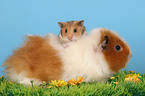 Hamster kuschelt mit Meerschwein