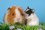 Hamster und Meerschwein