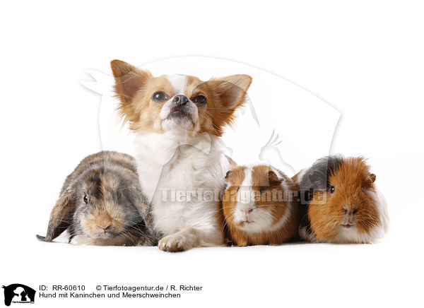 Hund mit Kaninchen und Meerschweinchen / dog with rabbit and guinea pigs / RR-60610