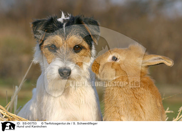Hund und Kaninchen / SS-00753