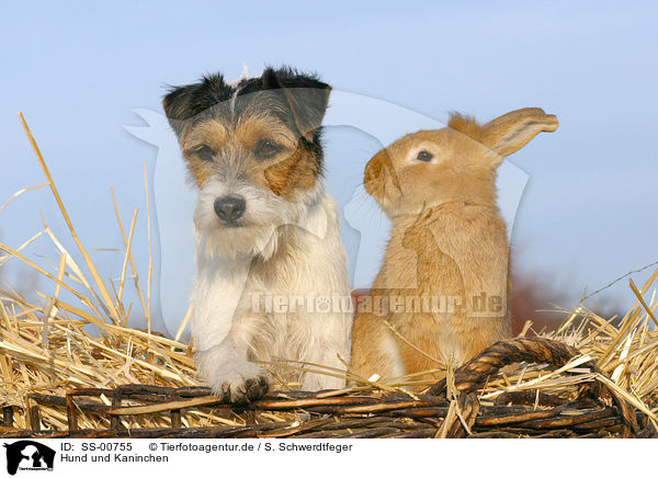 Hund und Kaninchen / SS-00755