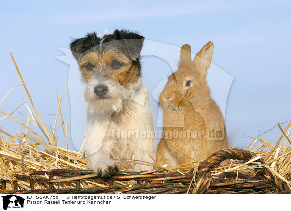 Parson Russell Terrier und Kaninchen / dog and rabbit / SS-00756