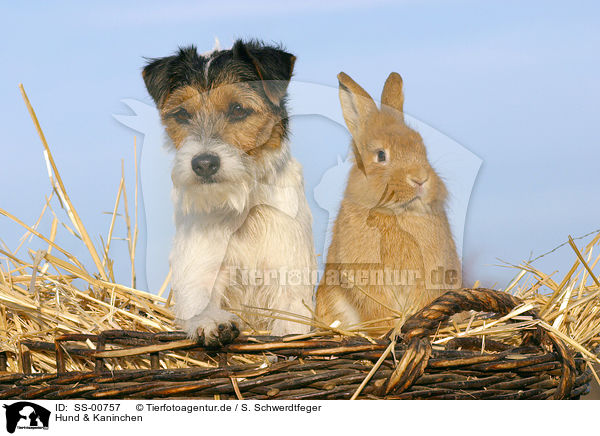 Hund & Kaninchen / SS-00757