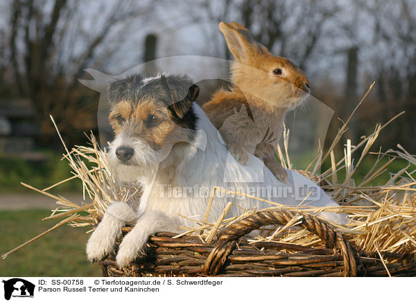 Parson Russell Terrier und Kaninchen / dog and rabbit / SS-00758