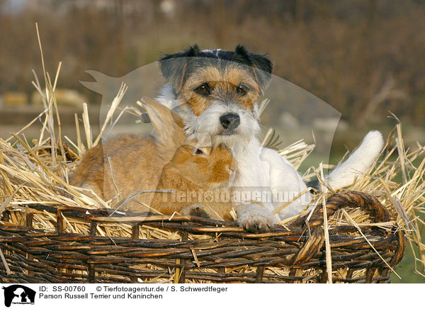 Parson Russell Terrier und Kaninchen / dog and rabbit / SS-00760