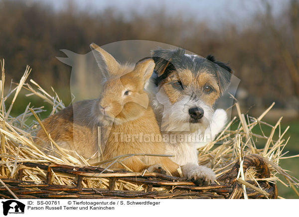 Parson Russell Terrier und Kaninchen / SS-00761