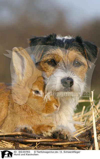 Hund und Kaninchen / dog and rabbit / SS-00763