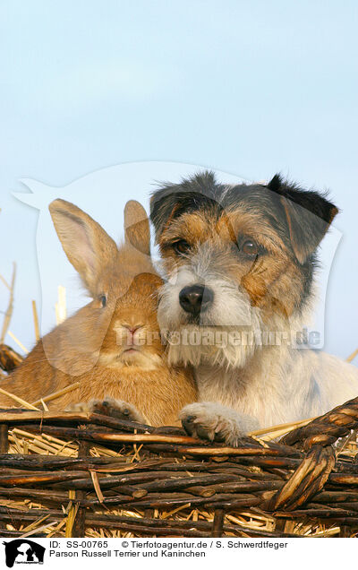 Parson Russell Terrier und Kaninchen / SS-00765