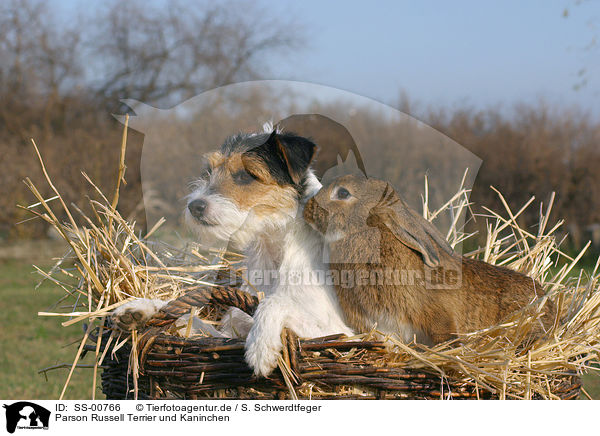 Parson Russell Terrier und Kaninchen / SS-00766