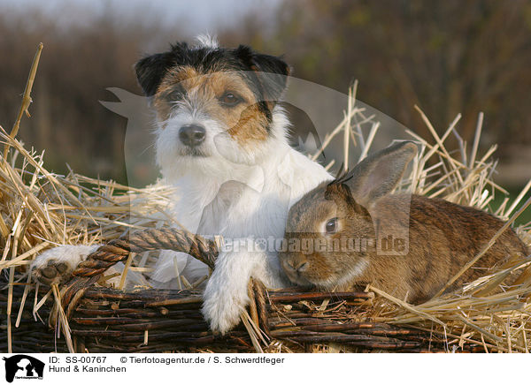 Hund & Kaninchen / SS-00767
