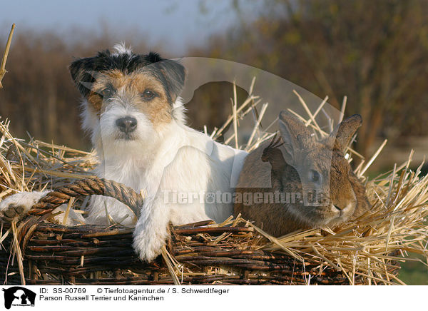 Parson Russell Terrier und Kaninchen / SS-00769