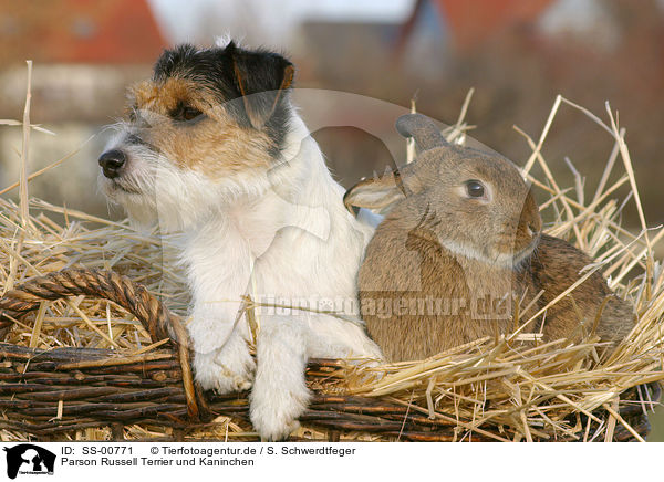 Parson Russell Terrier und Kaninchen / SS-00771