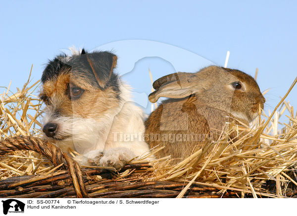 Hund und Kaninchen / SS-00774