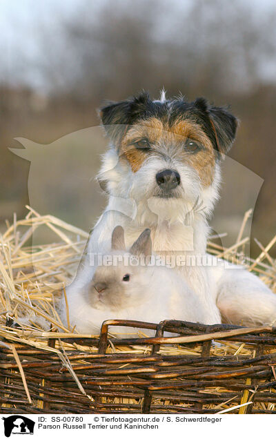 Parson Russell Terrier und Kaninchen / SS-00780