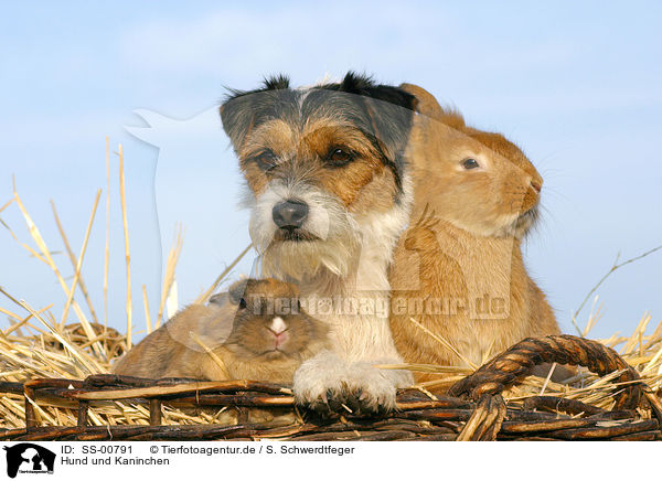 Hund und Kaninchen / SS-00791