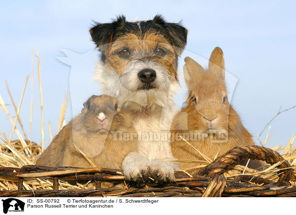 Parson Russell Terrier und Kaninchen / SS-00792