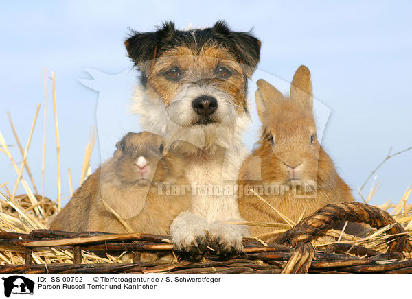 Parson Russell Terrier und Kaninchen / dog and rabbits / SS-00792