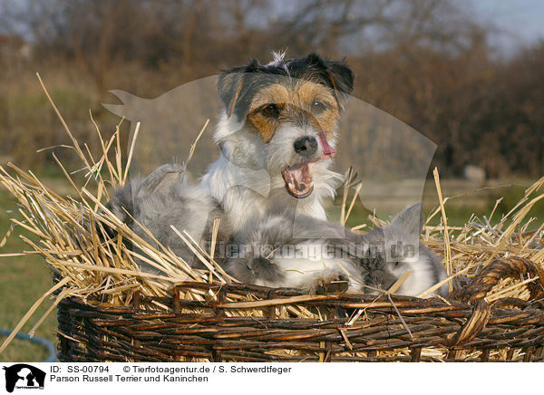Parson Russell Terrier und Kaninchen / dog and rabbits / SS-00794