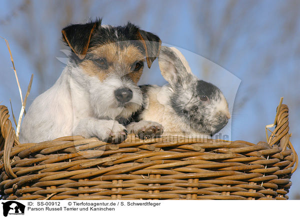 Parson Russell Terrier und Kaninchen / dog and rabbit / SS-00912