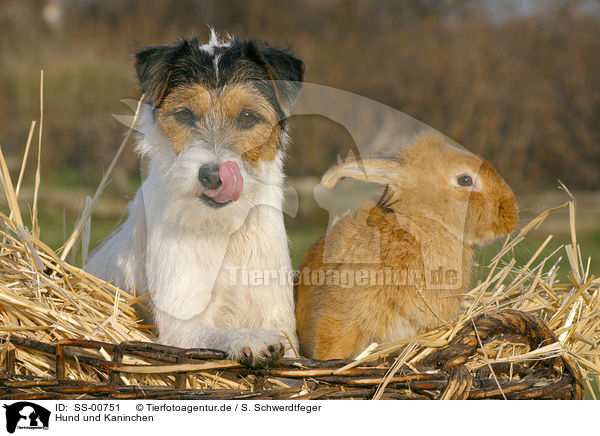 Hund und Kaninchen / SS-00751