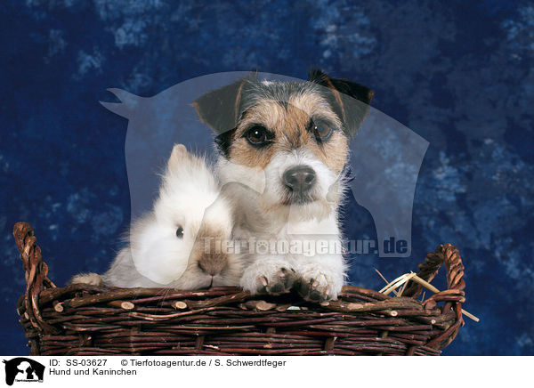 Hund und Kaninchen / dog and bunny / SS-03627