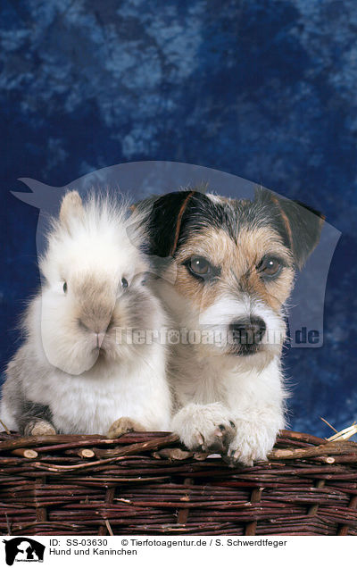 Hund und Kaninchen / dog and bunny / SS-03630
