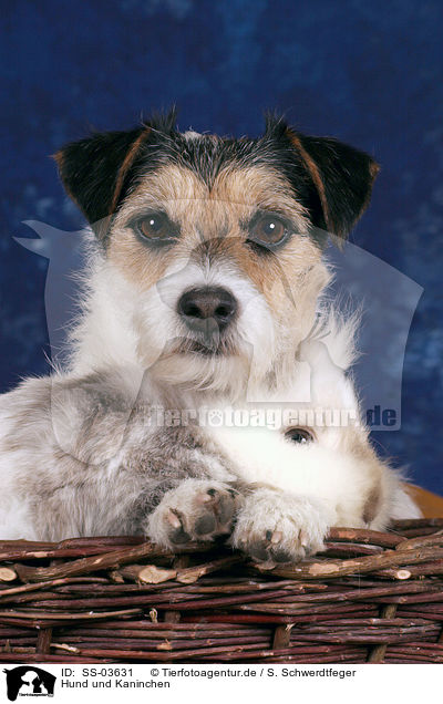 Hund und Kaninchen / SS-03631