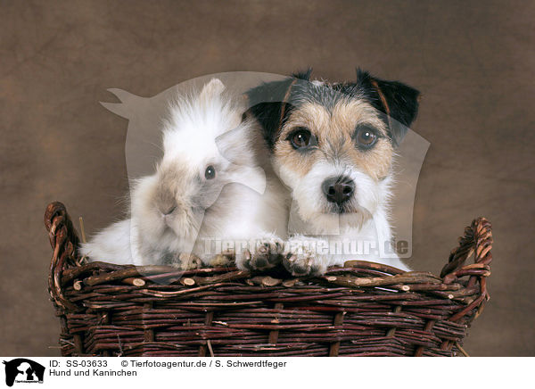 Hund und Kaninchen / dog and bunny / SS-03633