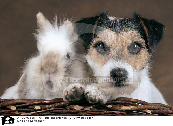 Hund und Kaninchen / dog and bunny / SS-03636