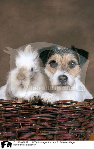 Hund und Kaninchen / dog and bunny / SS-03637