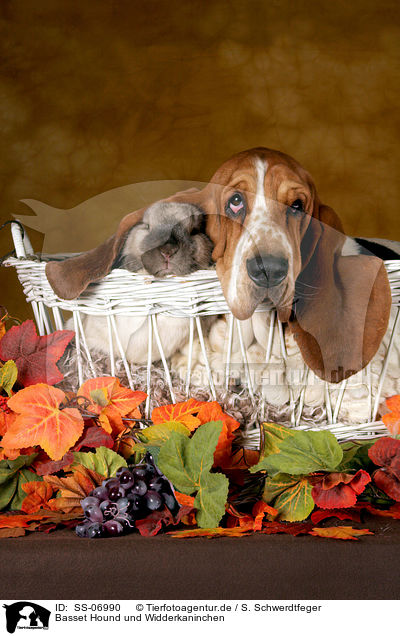 Basset Hound und Widderkaninchen / SS-06990