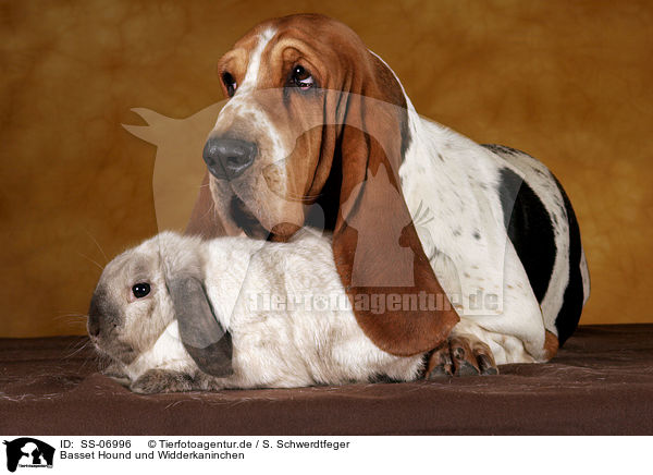 Basset Hound und Widderkaninchen / SS-06996