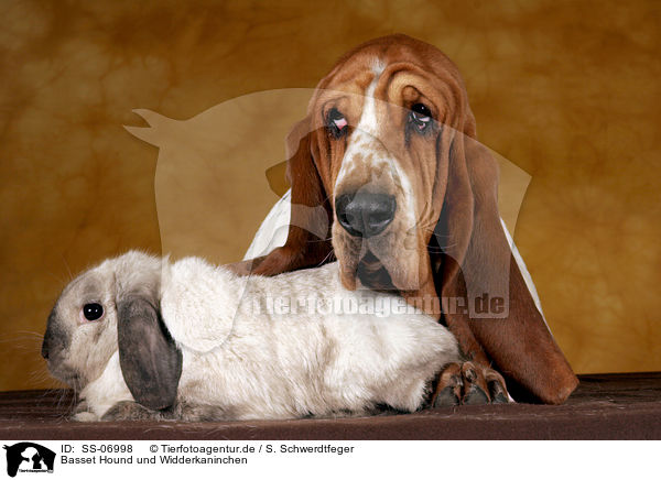 Basset Hound und Widderkaninchen / SS-06998