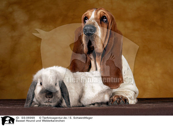 Basset Hound und Widderkaninchen / SS-06999