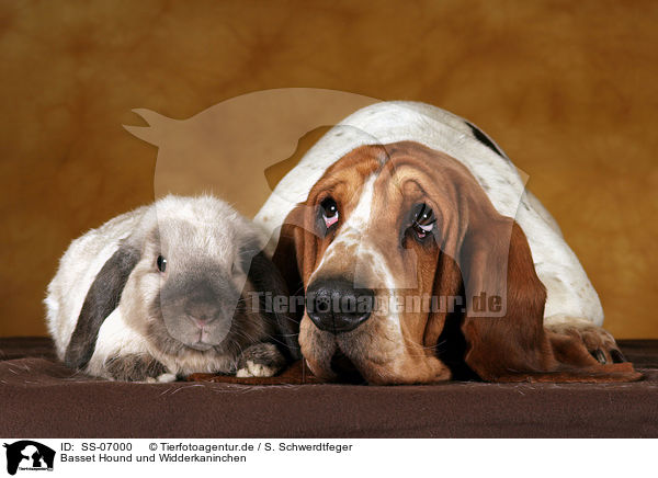 Basset Hound und Widderkaninchen / SS-07000