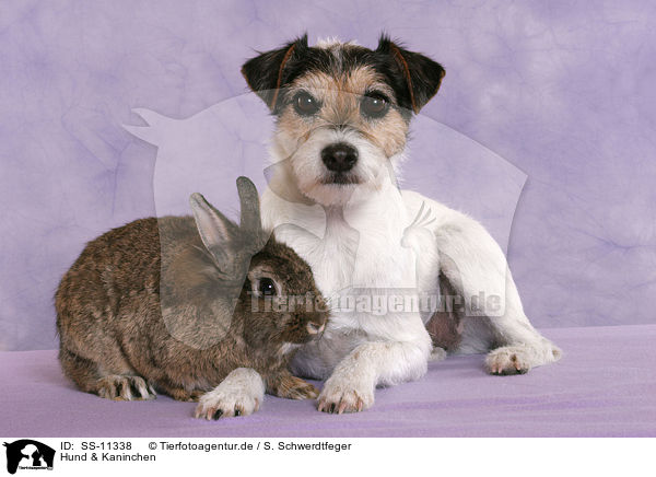 Hund & Kaninchen / SS-11338