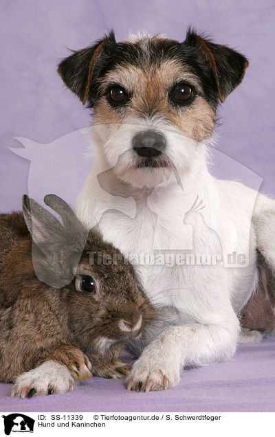Hund und Kaninchen / dog and rabbit / SS-11339